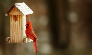 De beste locaties om een vogelhuisje in je tuin te plaatsen: een gids voor beginners